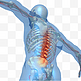 腰椎脊椎人体骨骼