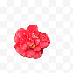 红色卡通花朵图片_美丽的红色花朵下载