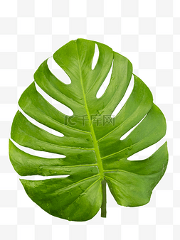 绿植热带植物图片_热带植物龟背叶