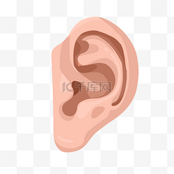 人体图片_人体器官耳朵
