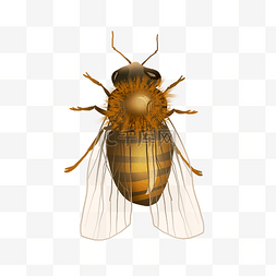 金色蜜蜂昆虫