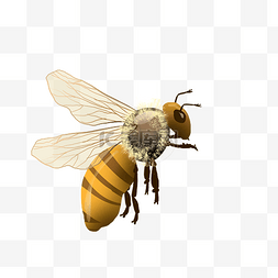 一罐蜜蜂图片_蜜蜂蜂蜜