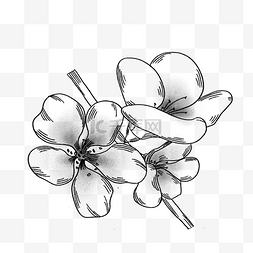 手绘黑白线描花朵