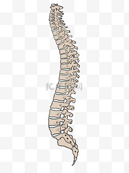 颈椎脊柱