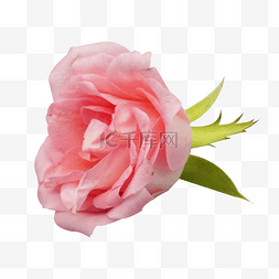 粉色玫瑰花鲜花