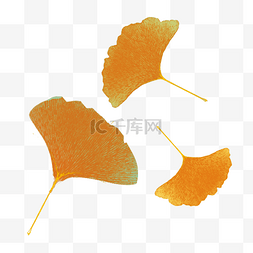 手绘银杏树叶元素