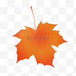 单片枫叶植物元素立秋节气
