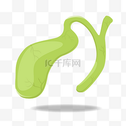 绿色人体器官胆囊