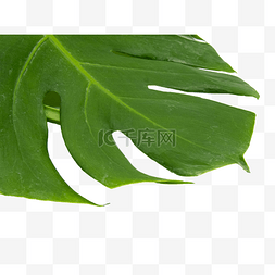 绿色龟背竹