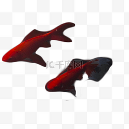 好看观赏鱼红色两只