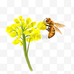 采蜜小蜜蜂图片_蜜蜂采蜜昆虫