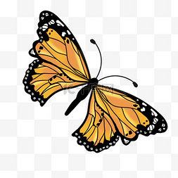 黄色的蝴蝶图片_黄色的蝴蝶