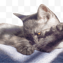 灰色毛发图片_灰色小猫宠物元素