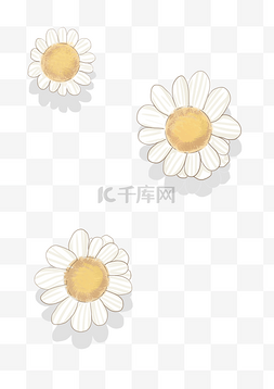 漂浮花瓣白色图片_两朵漂浮菊花装饰