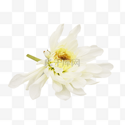 白色花朵白菊花