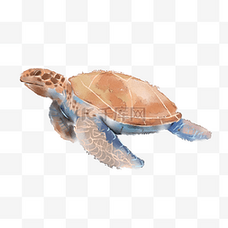 乌龟爬爬图片_水彩海洋动物乌龟海龟