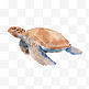 水彩海洋动物乌龟海龟