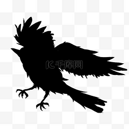 黑色乌鸦飞翔