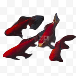 红色小鱼观赏美丽