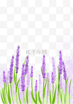 紫色芳香薰衣草
