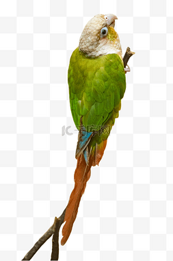 绿色翅膀鹦鹉