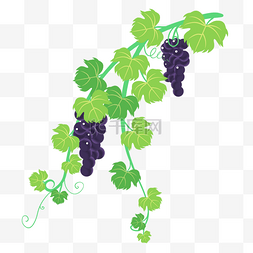 紫色美味葡萄