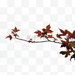 一枝新生的红色枫叶树枝