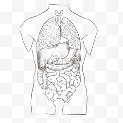 人体器官素描图片_线描人体内脏