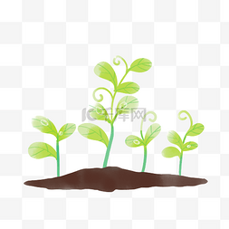 发芽的绿叶图片_发芽的树苗植物