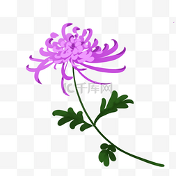 菊花图片_紫色秋菊