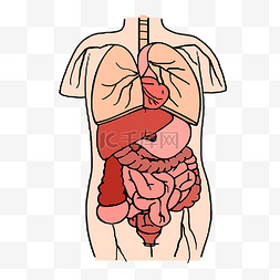 肾脏切面图片_线描人体内脏