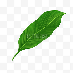 热带植物图片_热带植物卡通芭蕉叶