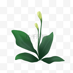 绿油油的叶子图片_绿叶白花的植物