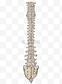 人体结构脊柱