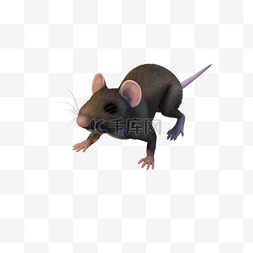 一只耳老鼠图片_动物老鼠
