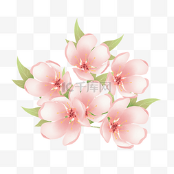 春暖花开粉色图片_小清新樱花团春天