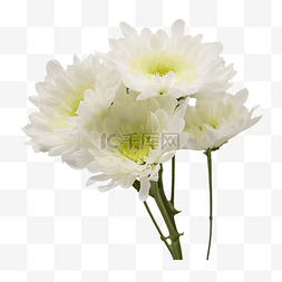 一株白色的菊花