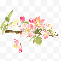 淡雅的花朵