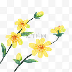 黄色春花图片_春季花卉黄色迎春花
