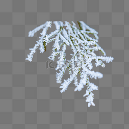 雪花图片_落满雪花的柏树枝