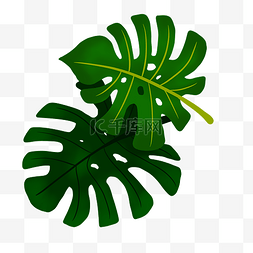 绿色芭蕉叶植物插画