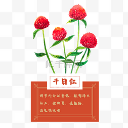 精油植物花卉图片_千日红花类中草药水彩植物