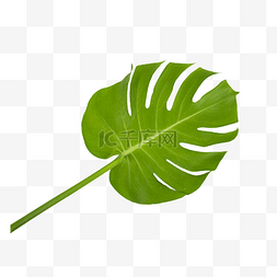绿叶龟背竹叶子