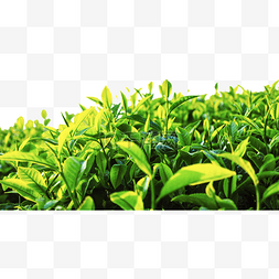 嫩绿的茶叶从