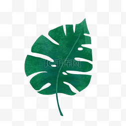 大片叶子素材图片_一片热带树叶PNG免抠素材