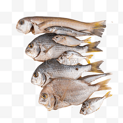 新鲜海鱼图片_新鲜水产生鲜鲷鱼红杉鱼