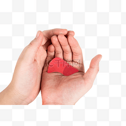 肝脏保护图片_手握脏器肝脏