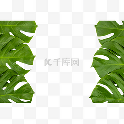 龟背竹绿色叶子