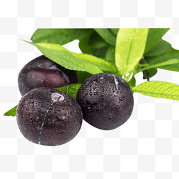 黑布林水果