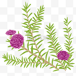 紫色植物花草